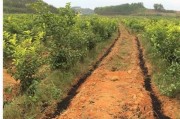 柑橘怎么打枝_柑橘種植以梢控梢怎樣操作