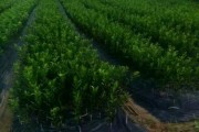 柳州柑橘苗種植技術(shù)_中國沃柑看廣西