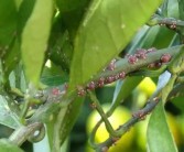 7月份柑橘病蟲害防治技術(shù)_溫州蜜柑怎么控夏梢