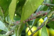 7月份柑橘病蟲害防治技術_溫州蜜柑怎么控夏梢 7月份柑橘病蟲害防治技術_溫州蜜柑怎么控夏梢