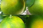 柑橘病蟲害技術(shù)需求簡介_桔子樹打藥什么天氣