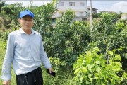 華美柑橘種植技術(shù)_華美2號柑桔優(yōu)缺點