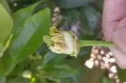 柑橘病蟲害圖片大全最全_什么病害導(dǎo)致了柑橘出現(xiàn)穿心爛的癥狀