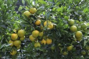 柑橘樹(shù)種植的管理方法與技術(shù)_柑橘增甜最佳方法 柑橘樹(shù)種植的管理方法與技術(shù)_柑橘增甜最佳方法