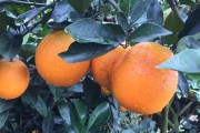 贛南柑橘種植技術(shù)_江西贛州適合種植什么水果