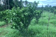 柑橘小樹秋季種植管理技術(shù)_柑桔倫晚秋肥什么時候施