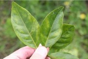 柑橘4至6月病蟲(chóng)害防護(hù)_柑橘潰瘍病發(fā)病率高