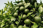 柑橘種植疏花疏果技術(shù)_如何做好柑桔樹(shù)的控梢促花?；ū９皖A(yù)防采摘前落果工作