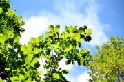 柑桔樹(shù)怎么嫁接最好？掌握這5個(gè)高效技巧輕松提高成活率！
