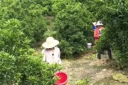 柑橘疏果種植技術(shù)_橘子樹(shù)為什么掛不住果實(shí)和花
