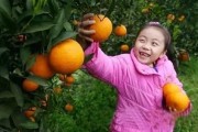 石門柑橘常見病蟲害_廣西上林縣有什么好玩的景點