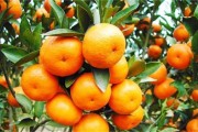 柑橘種植的技術(shù)規(guī)范_檸檬樹種植方法是怎樣的