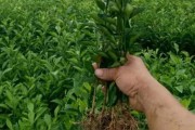 柑橘種植水果技術(shù)_柑橘葉子不夠厚不夠油亮