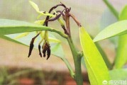 柑橘防治病蟲(chóng)害圖譜_花期如何管理能提高掛果率