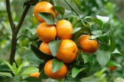 柑橘種植技術(shù)文獻(xiàn)匯編_烏柑橘種植時(shí)間和方法