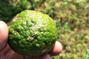 柑橘果實病蟲害圖片說明_柑橘園太陽果裂果高發(fā) 柑橘果實病蟲害圖片說明_柑橘園太陽果裂果高發(fā)