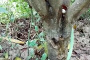 柑橘苗根部病蟲害防治_這個主要是什么原因造成的