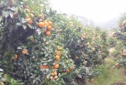 沃柑柑橘果苗種植技術(shù)_桔子樹苗移栽幾天能成活啊
