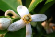 柑橘薊馬種植技術(shù)_丁硫克百威對(duì)銹壁虱有抗性嗎 柑橘薊馬種植技術(shù)_丁硫克百威對(duì)銹壁虱有抗性嗎