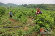 冷水灘柑橘種植技術(shù)與管理_湖南永州附近種植什么水果比較好