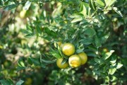 中山柑橘種植技術與管理_11月份這個季節(jié)什么水果上市