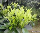 柑橘芽的種植技術(shù)_新會柑樹苗幾天可施肥方法