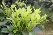 柑橘芽的種植技術(shù)_新會柑樹苗幾天可施肥方法