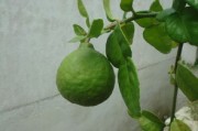 【正宗四川眉山耙耙柑官方旗艦店】新鮮現(xiàn)摘當(dāng)季爆款，產(chǎn)地直發(fā)限時特惠