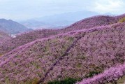金華源東柑橘種植技術(shù)_剛買的柑橘怎么種植