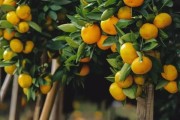 上海柑橘?lài)练N植技術(shù)_四川南充要種植300萬(wàn)畝晚熟柑橘 上海柑橘?lài)练N植技術(shù)_四川南充要種植300萬(wàn)畝晚熟柑橘