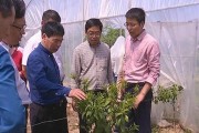 柑橘土壤有病蟲害怎么辦_吡唑醚菌酯在柑橘的最佳使用時間