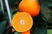 日本紅美人柑橘種植技術(shù)_愛媛67號橘介紹