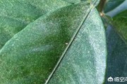 柑橘的種植及技術(shù)管理_桔子樹的種植方法