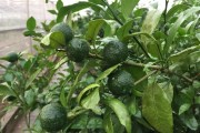 無(wú)核沃柑橘種植技術(shù)_四季無(wú)籽青檸檬種植技術(shù)完全版