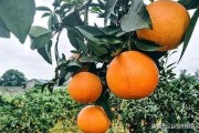 柑橘全面種植技術(shù)管理_柑橘黃龍病泛濫