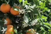 柑橘病蟲害白粉虱圖片大全大圖_呋蟲胺可以殺毛毛蟲嗎