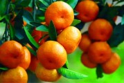 柑橘怎樣在北方種植技術(shù)_12月可以種橘子樹嗎