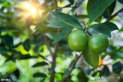 柑橘病蟲害防治方法大全_3年的柑橘樹