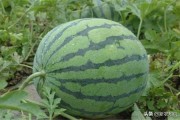 柑橘果樹秋季病蟲害防治_廣柑樹幾月份嫁接最好