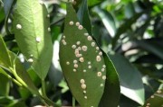互聯(lián)網(wǎng)大賽柑橘病蟲害項(xiàng)目_怎樣用代鋅王銅防治柑橘潰瘍病