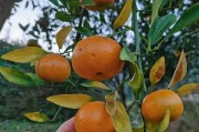 柑橘秋黃種植技術_秋梢葉子掉了是什么芮