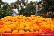 9月份柑橘有哪些病蟲害_桔子樹上桔子長銹斑是什么原因