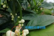 柑橘病蟲害保花保果技術(shù)_奇寶920在柑橘保果上效果如何
