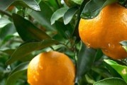 柑橘種植技術(shù)小知識點總結(jié)_柑橘種植北界是秦嶺還是南嶺