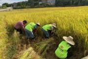 云浮柑橘種植技術視頻教程_云南什么地方種植有貢桔