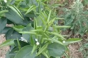 柑橘樹卷葉怎樣防治病蟲害_如何用小蘇打養(yǎng)花