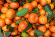 葉蛾柑橘種植管理技術_聯(lián)苯螺蟲酯殺什么蟲