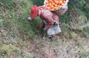 愛媛橙和愛媛柑的區(qū)別_愛媛老葉發(fā)黃怎么回事