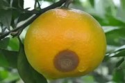 木柑橘6月份有哪些病蟲害_柑橘銹病的高發(fā)期在幾月份