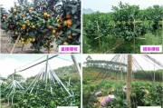 云浮柑橘種植技術(shù)要點(diǎn)簡介_佛手檸檬是什么東西 云浮柑橘種植技術(shù)要點(diǎn)簡介_佛手檸檬是什么東西